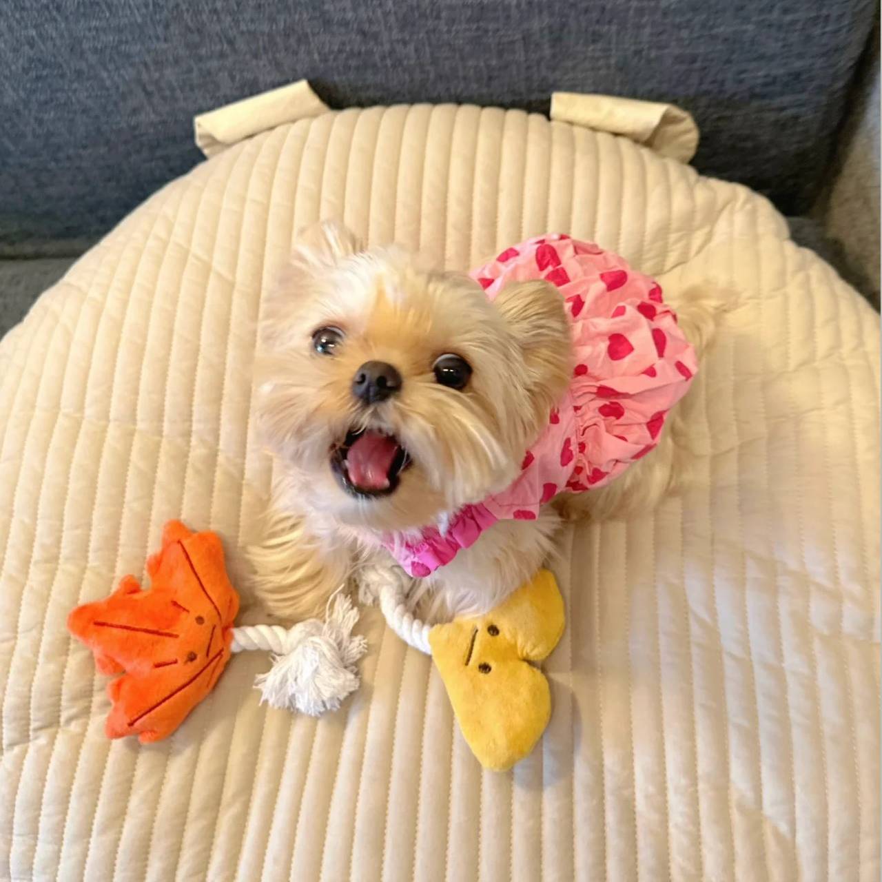 Spring and summer dog clothes Fresh princess skirt pet Malzis snownarine Teddy Teddy Belle Shiba Inu cat