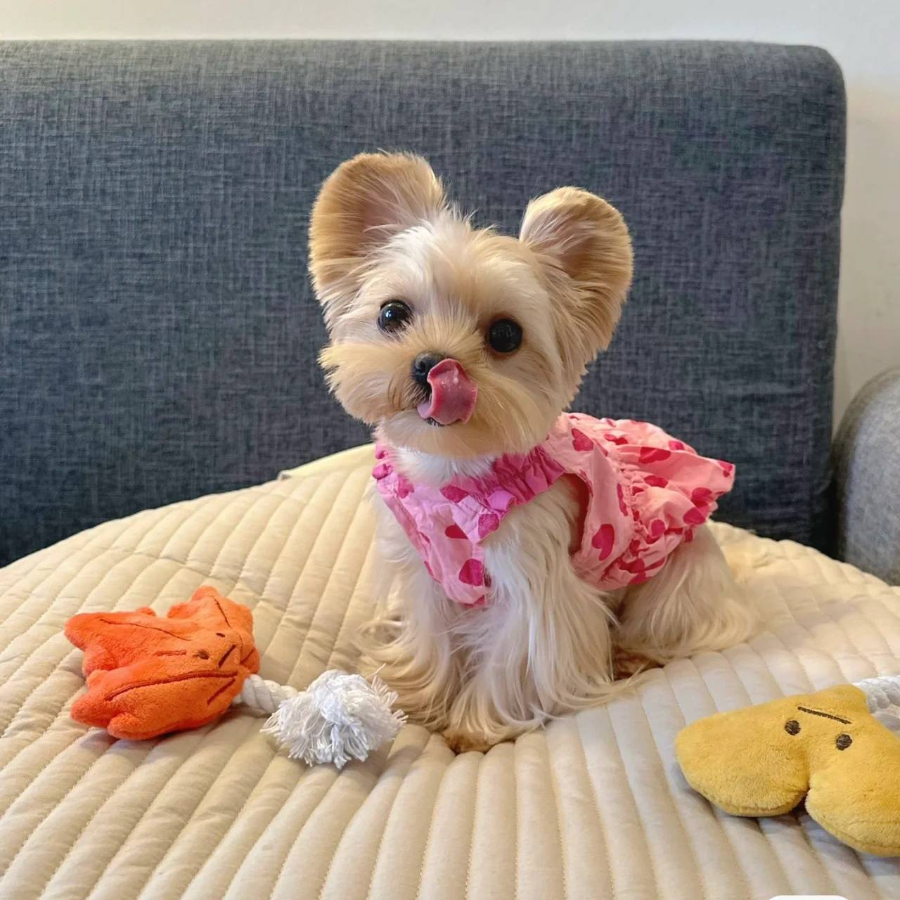 Spring and summer dog clothes Fresh princess skirt pet Malzis snownarine Teddy Teddy Belle Shiba Inu cat