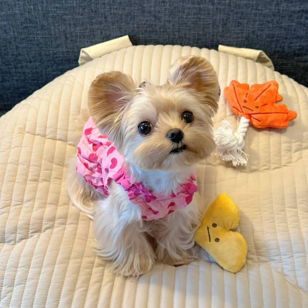 Spring and summer dog clothes Fresh princess skirt pet Malzis snownarine Teddy Teddy Belle Shiba Inu cat