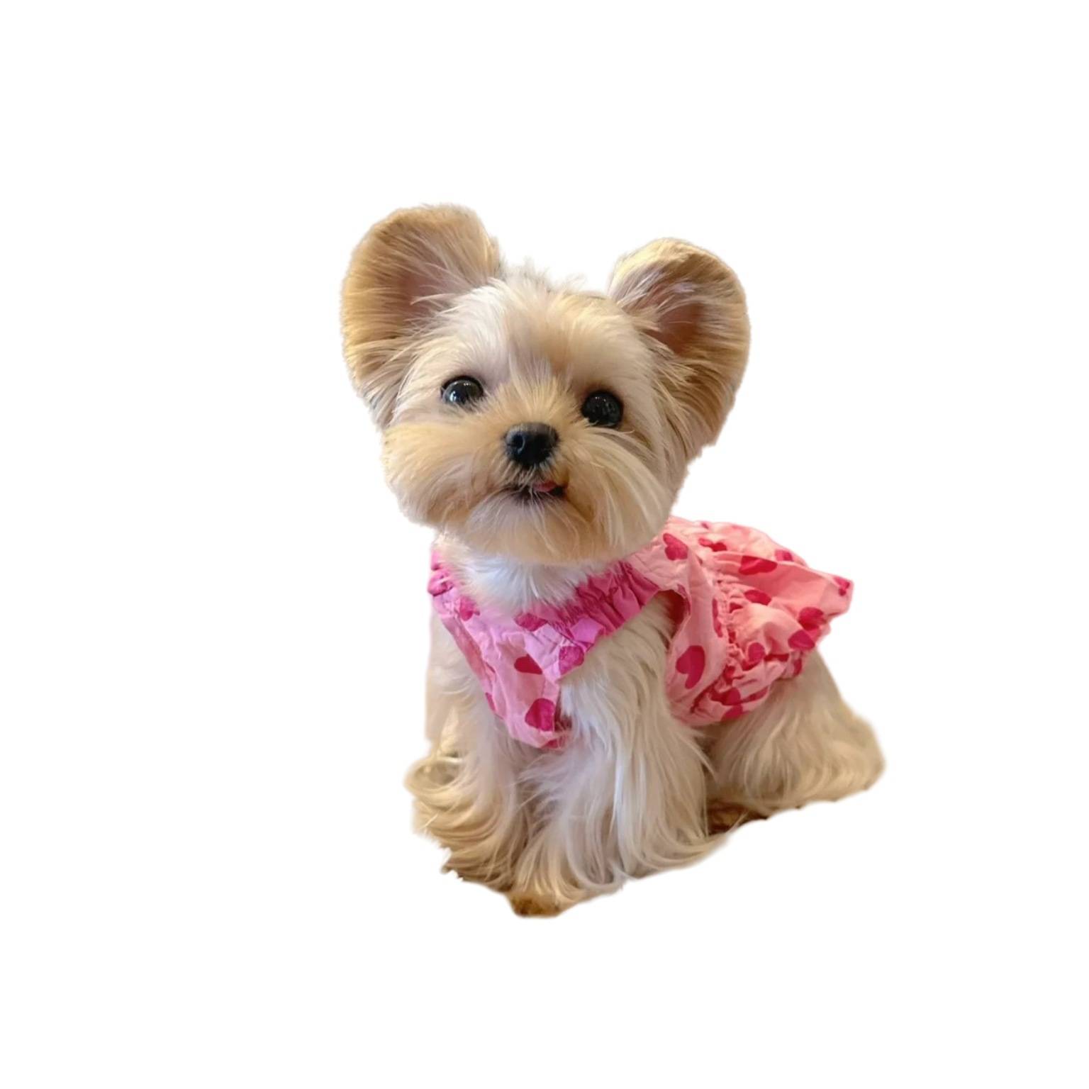 Spring and summer dog clothes Fresh princess skirt pet Malzis snownarine Teddy Teddy Belle Shiba Inu cat
