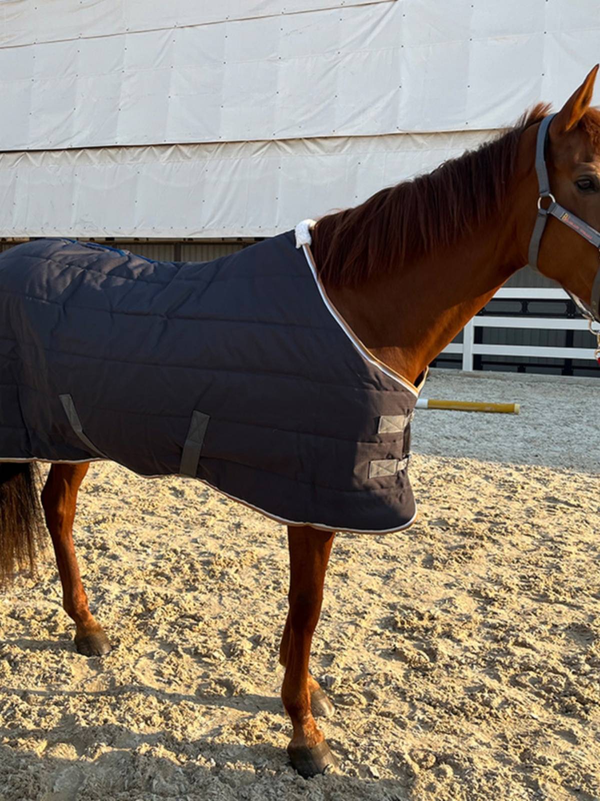 EPONA cotton horseman 300g indoor winter cold resistance, warmth, comfortable equivalent equestrian supplies horses products