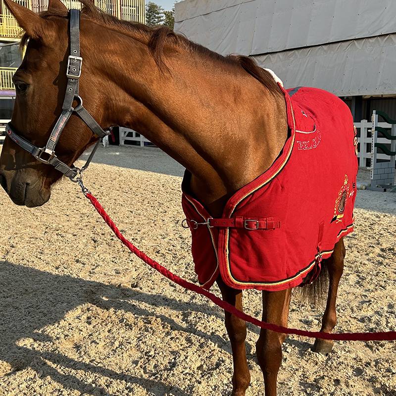 Hors2ME Belgian national team horse double brush cloth shake pill horses comfortable warm horses supplies