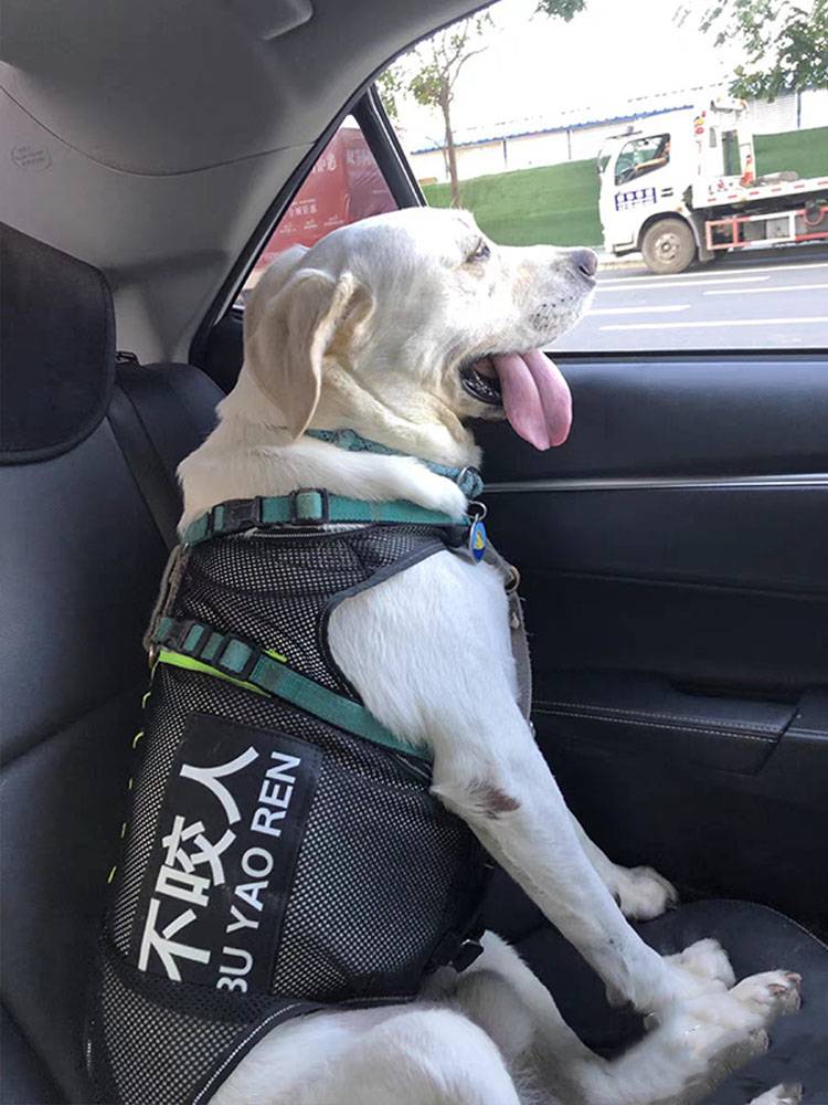2024 new pets in summer thin models anti -firing vest patrol guard Deed Wrangler dog big dog breathable clothes