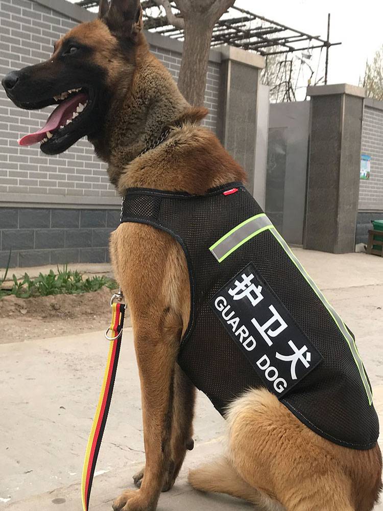 2024 new pets in summer thin models anti -firing vest patrol guard Deed Wrangler dog big dog breathable clothes