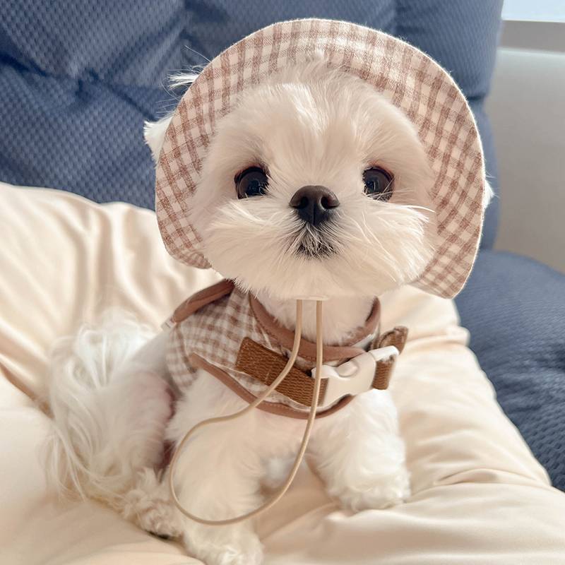 Dog clothes -style traction rope Yorkson Malzis special back chest and summer summer thin air -breathable small body dog