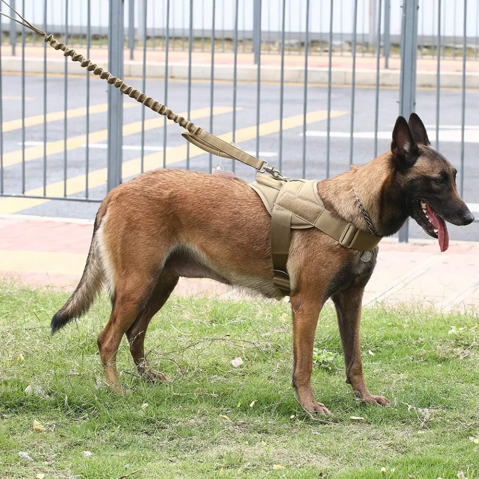 Dog dog tactical vest, large dog vest traction rope moral, golden hair dog wolf dog wolf dog walking dog traction dog clothing