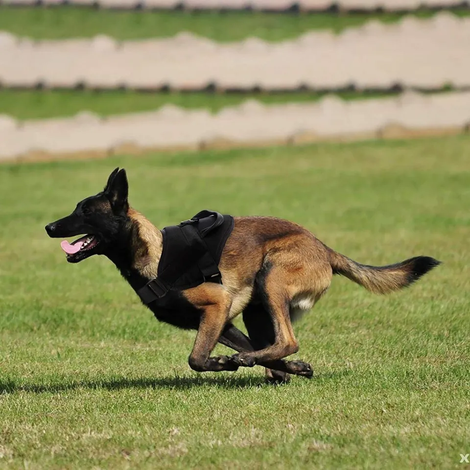 Dog dog tactical vest, large dog vest traction rope moral, golden hair dog wolf dog wolf dog walking dog traction dog clothing
