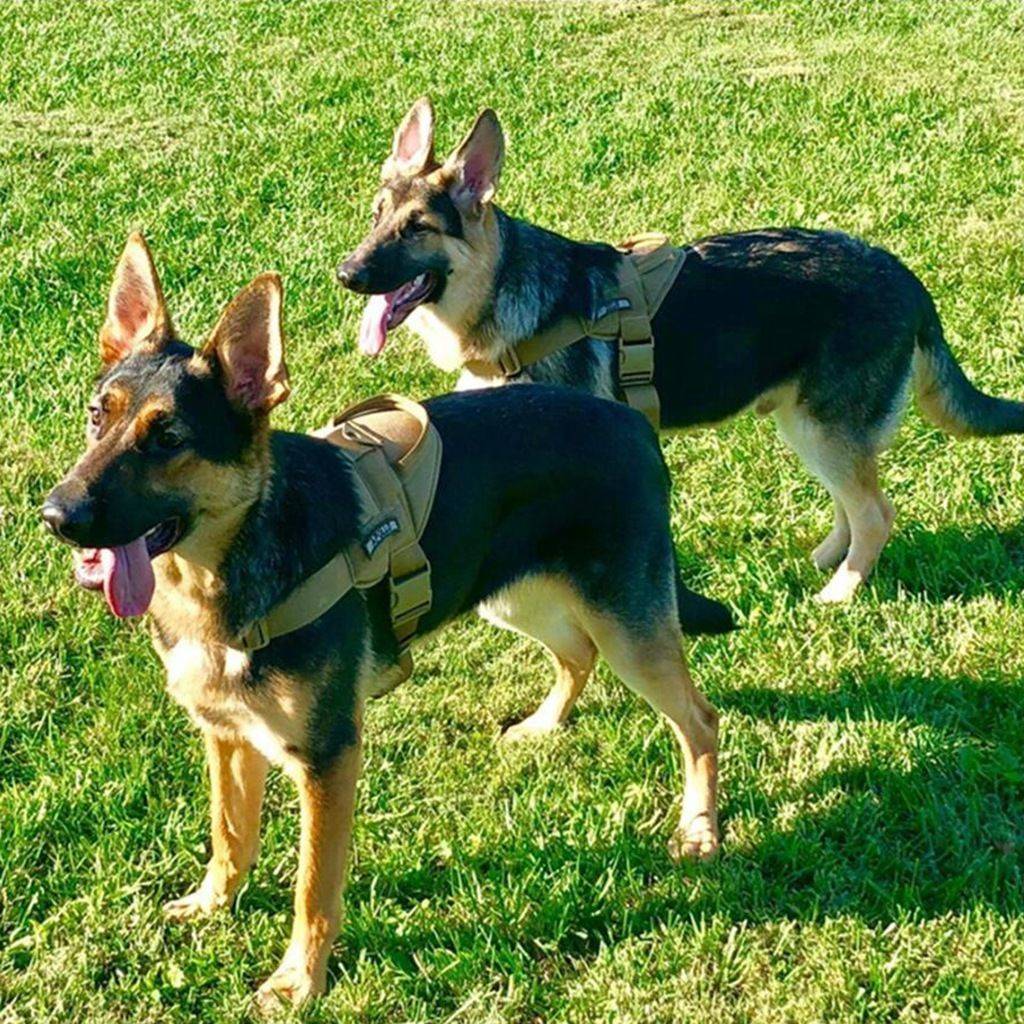 Dog dog tactical vest, large dog vest traction rope moral, golden hair dog wolf dog wolf dog walking dog traction dog clothing