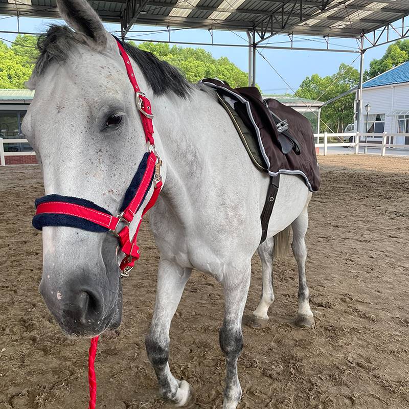 EPONA triple -in -one waterproof training Horse horses use training comfortable horses