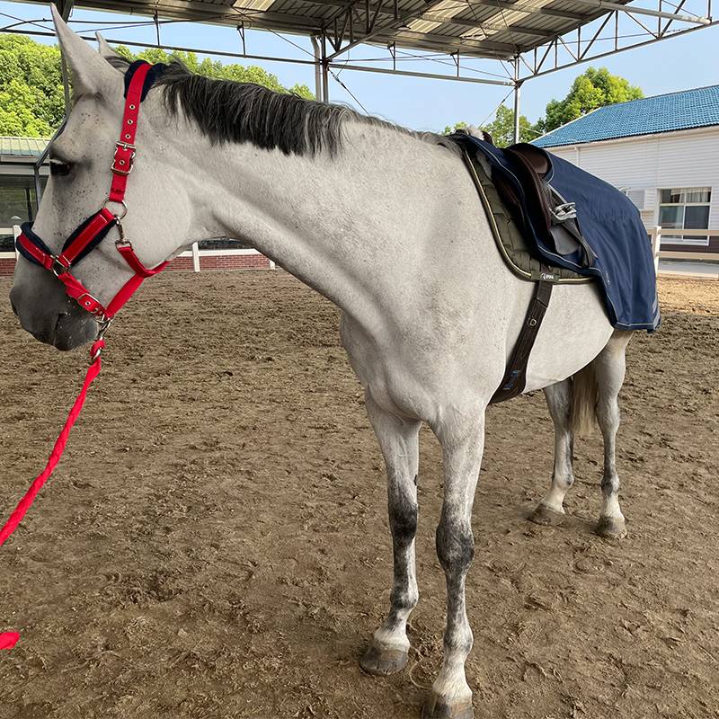 EPONA fluorescent waterproof dual -layer training horses horsepa supplies training