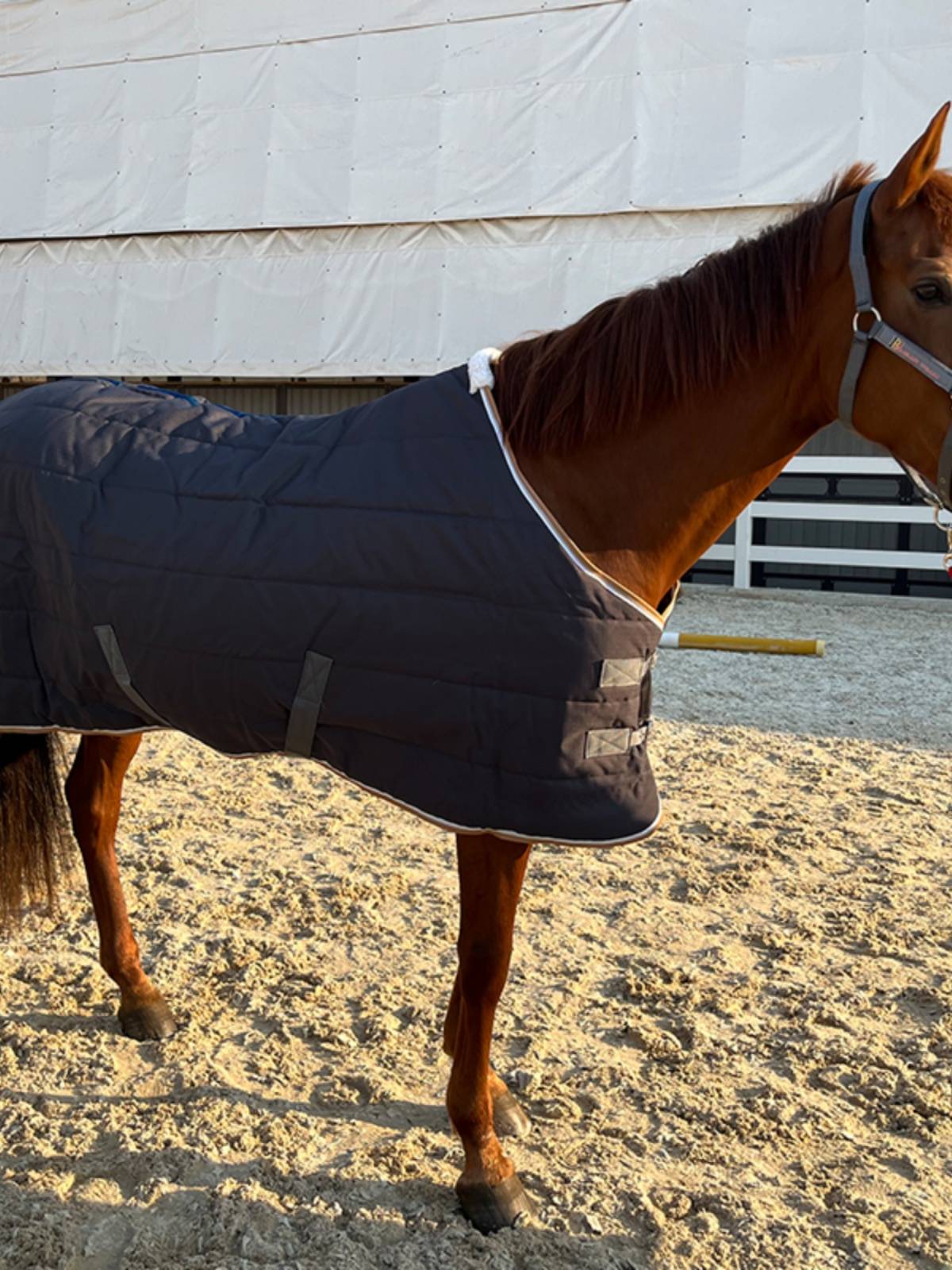 EPONA cotton horseman 300g indoor winter cold resistance, warmth, comfortable equivalent equestrian supplies horses products