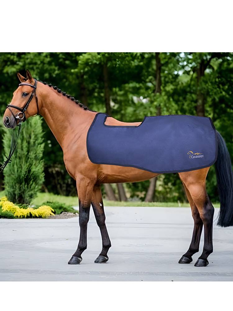 cavassion exercise training horses horseswarm horses riding horse 8216057