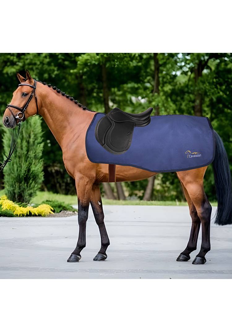 cavassion exercise training horses horseswarm horses riding horse 8216057