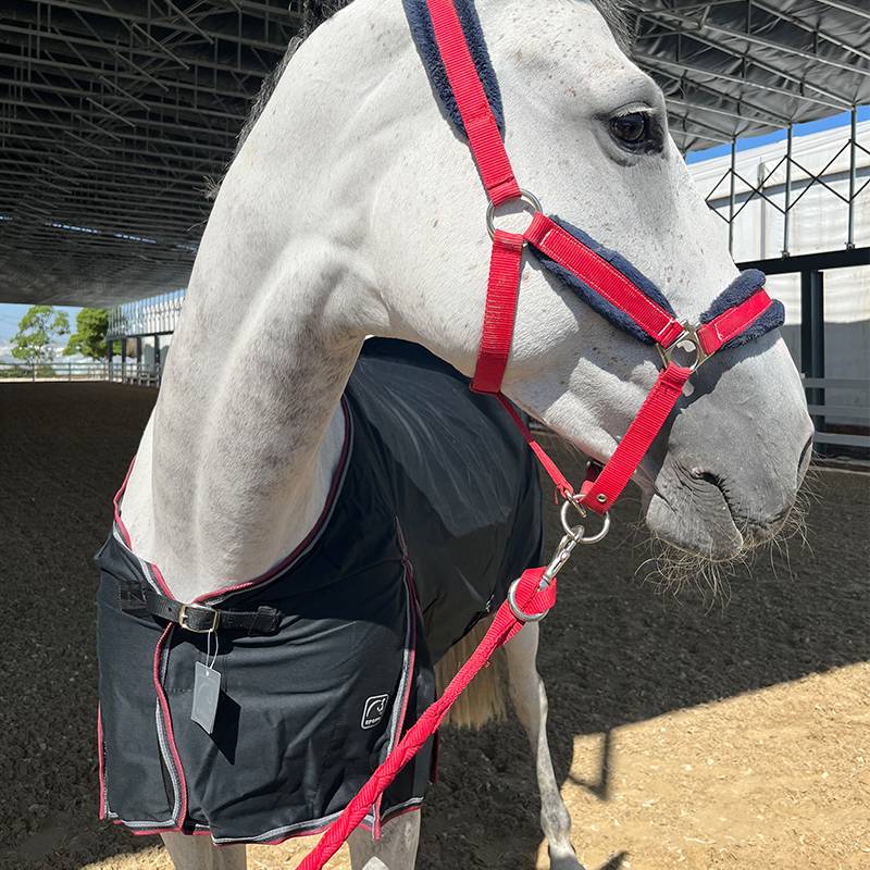 IKONIC single -layer horses spring and autumn warm comfortable equestrian sports horse house supplies