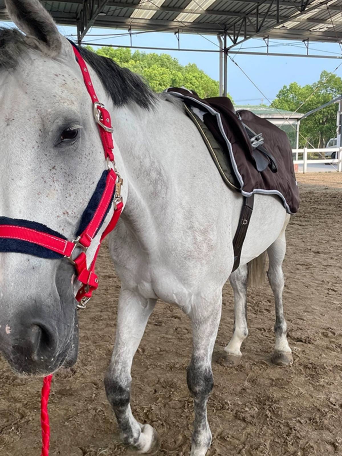 EPONA triple -in -one waterproof training Horse horses use training comfortable horses