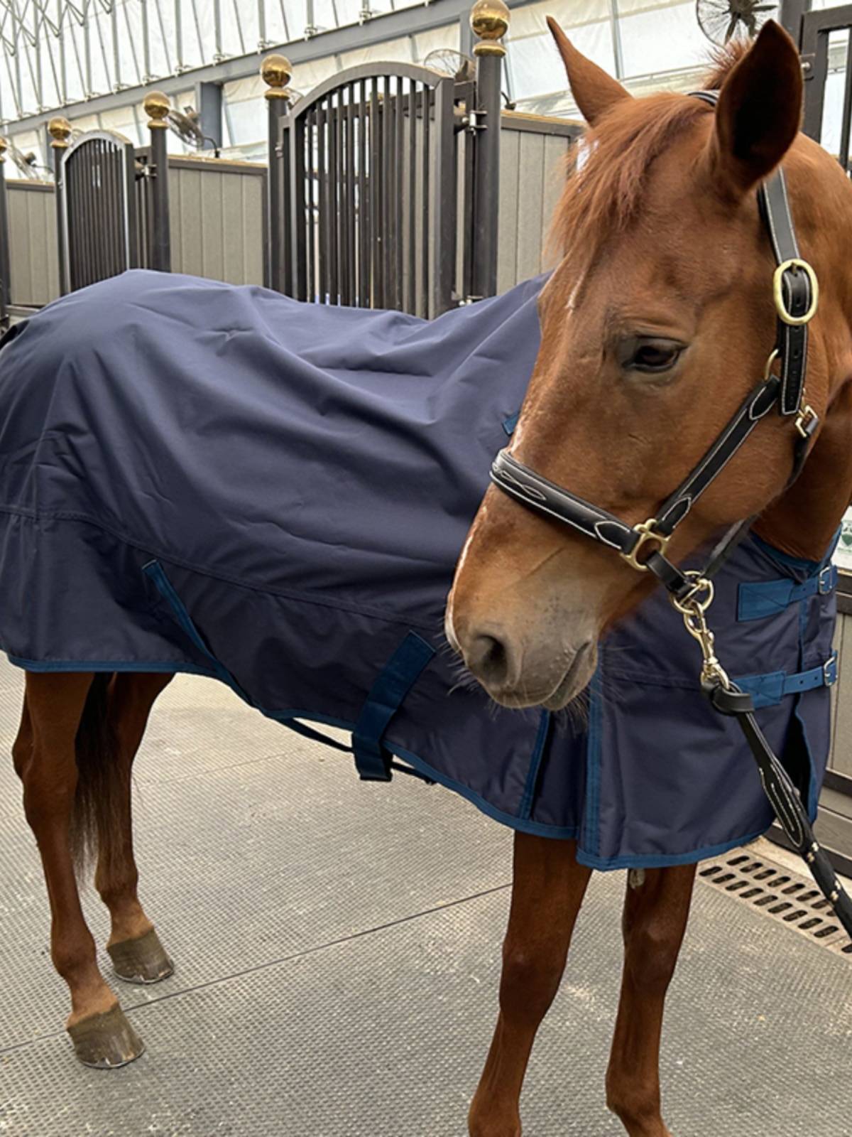 EPONA single -layer waterproof horsepower breathable and comfortable horse uses clothes spring and summer horses horses puppets