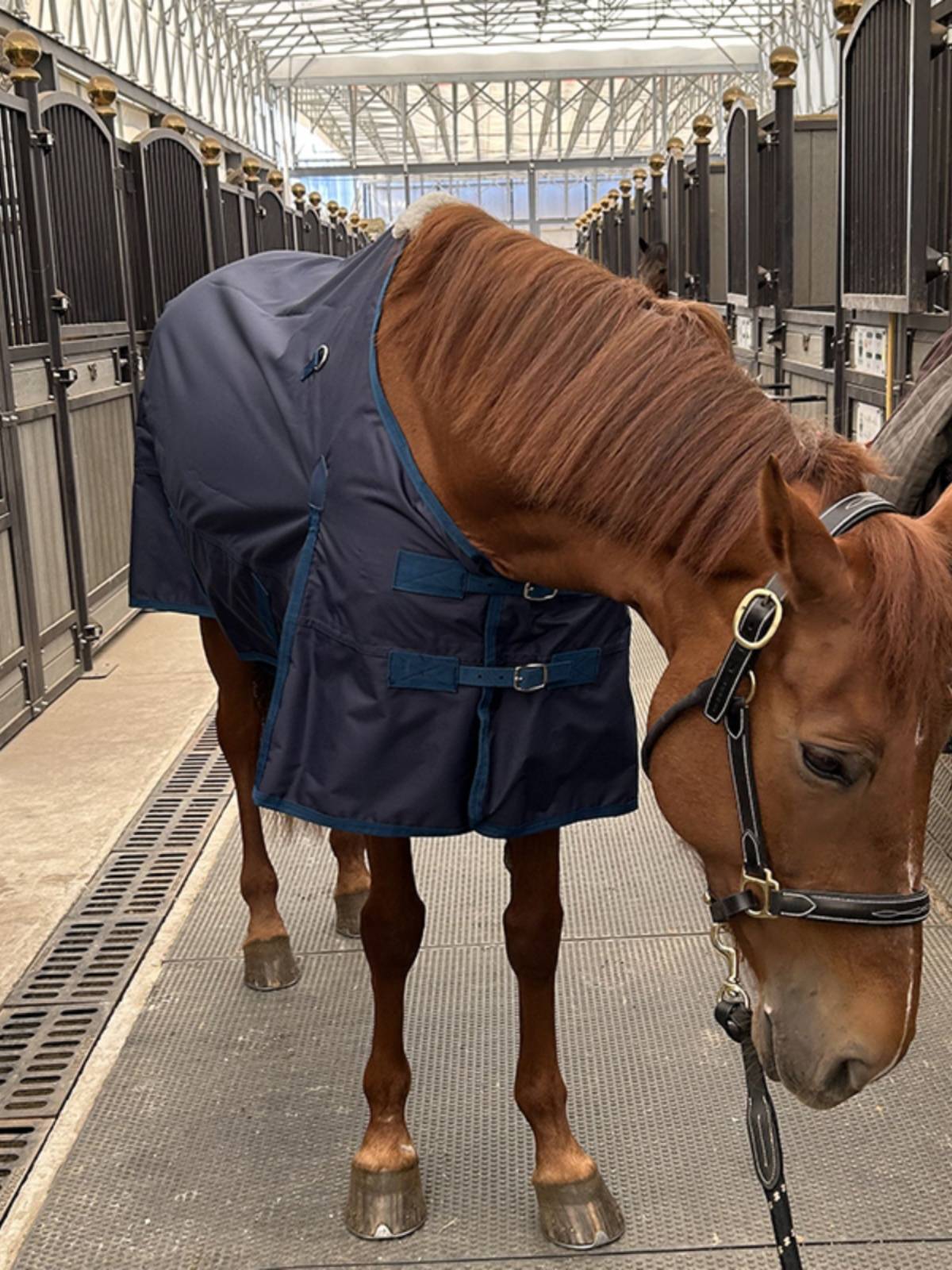 EPONA single -layer waterproof horsepower breathable and comfortable horse uses clothes spring and summer horses horses puppets