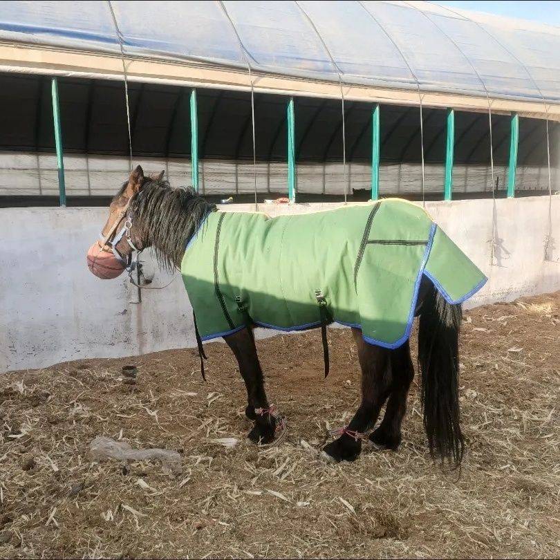 Green canvas horses horses horses horses horses, horses, horses, horses, winter horses, cattle, sheep and sheep, cold can customize size