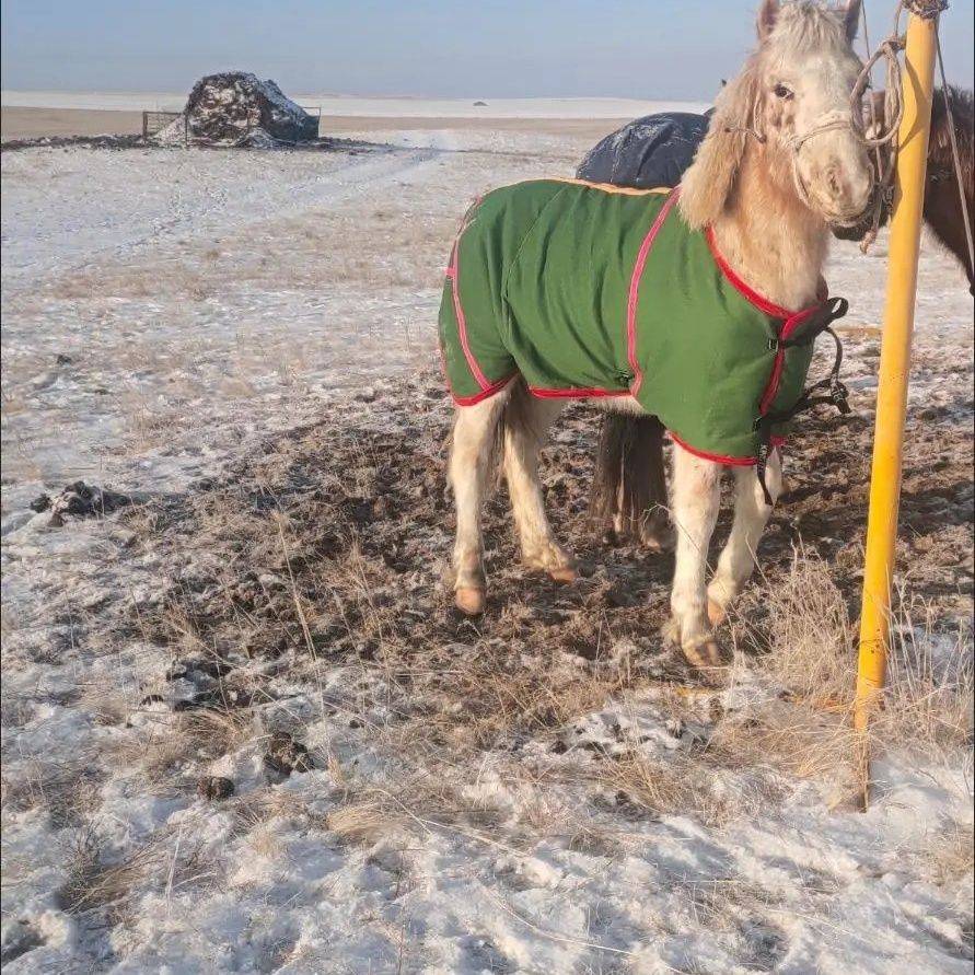 Green canvas horses horses horses horses horses, horses, horses, horses, winter horses, cattle, sheep and sheep, cold can customize size