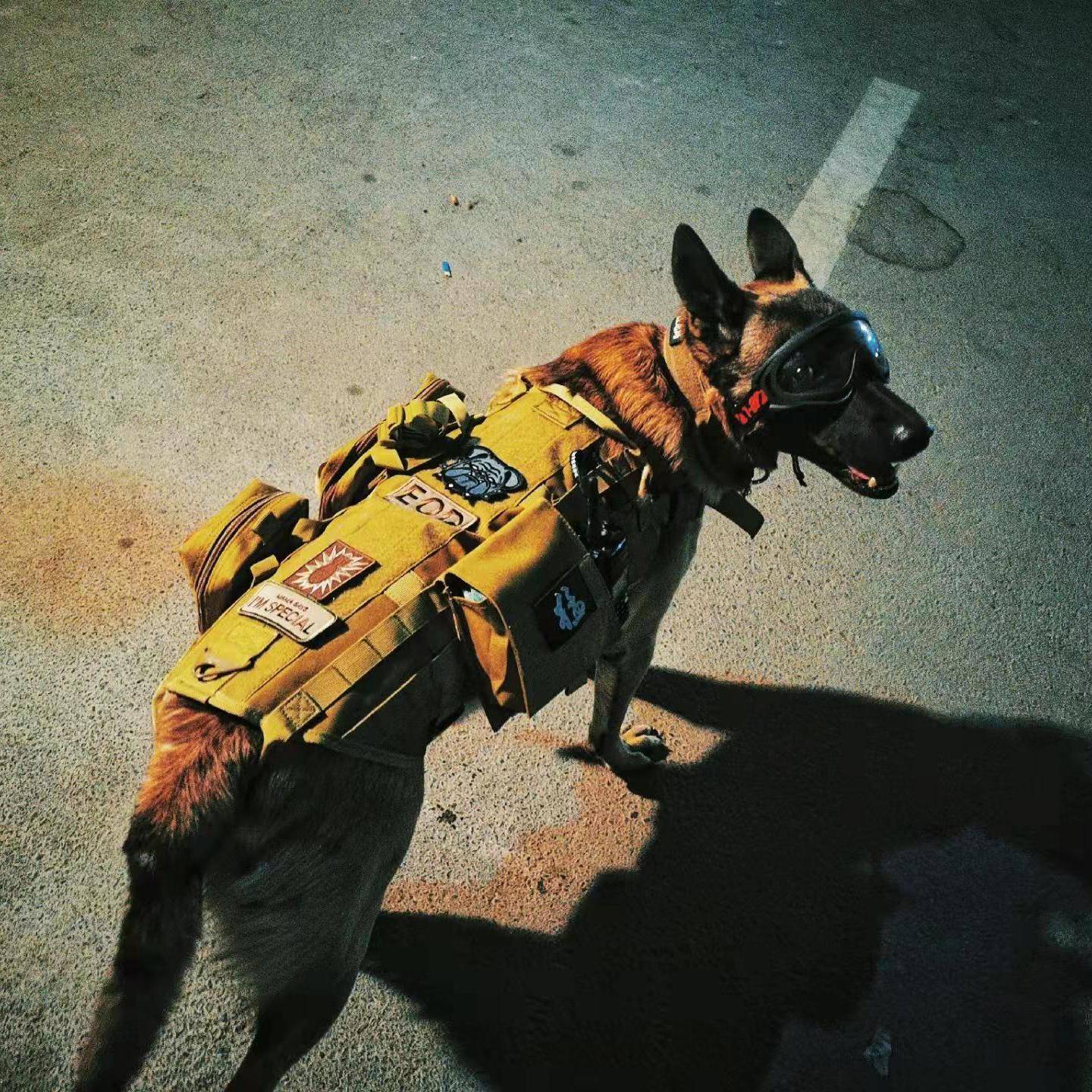 Dog clothes in large dogs in dog tactical vest pets golden retriever golden retriever, shepherd chest straps traction rope vest vest