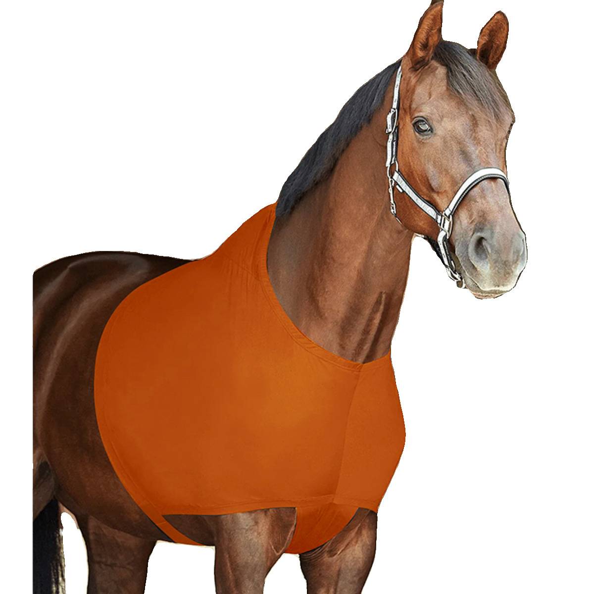 The horse's shoulder, the neck, the horse's vest, the horse's shoulder cushion, the bullet, protection from friction