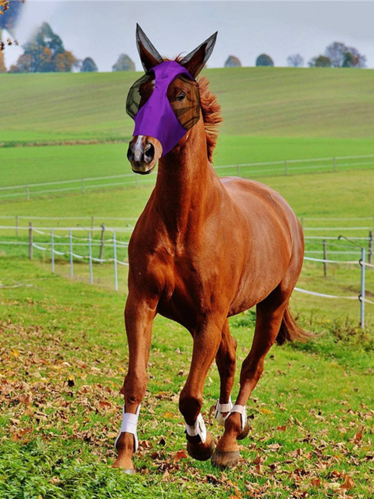 The new anti -mosquito horsethrine face -breathable horse mask horses and horses mask equestrian supplies horse horses