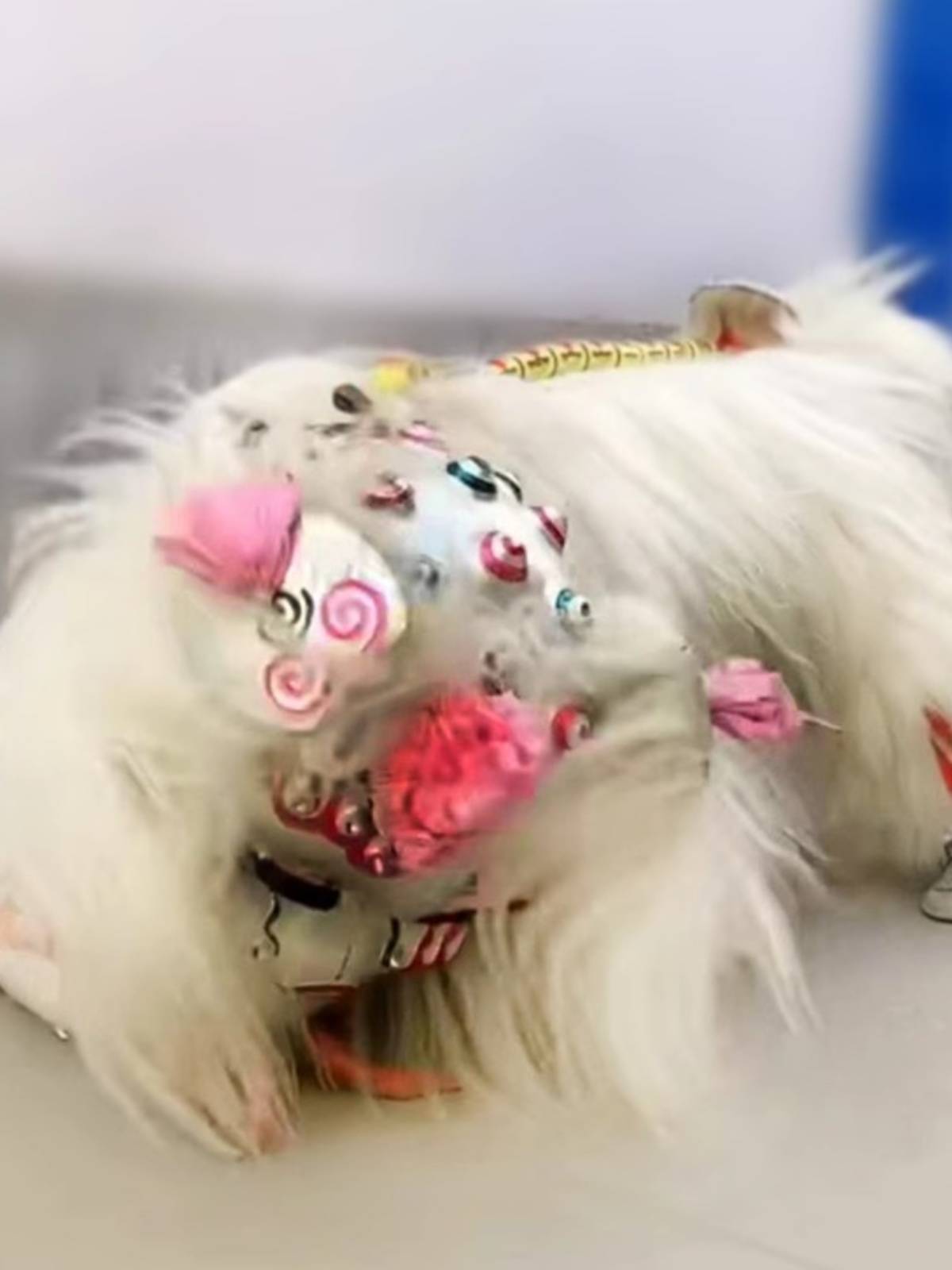 Lion dance props The whole set of white yak, lion dance dance duo duo thickened lion skin net red little white northern lion, a full set of adults