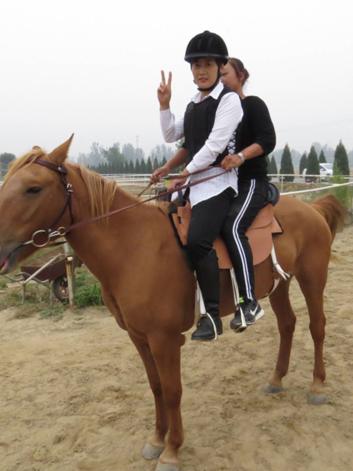 Increased gender parity in horse armor to protect adult children from riding vests