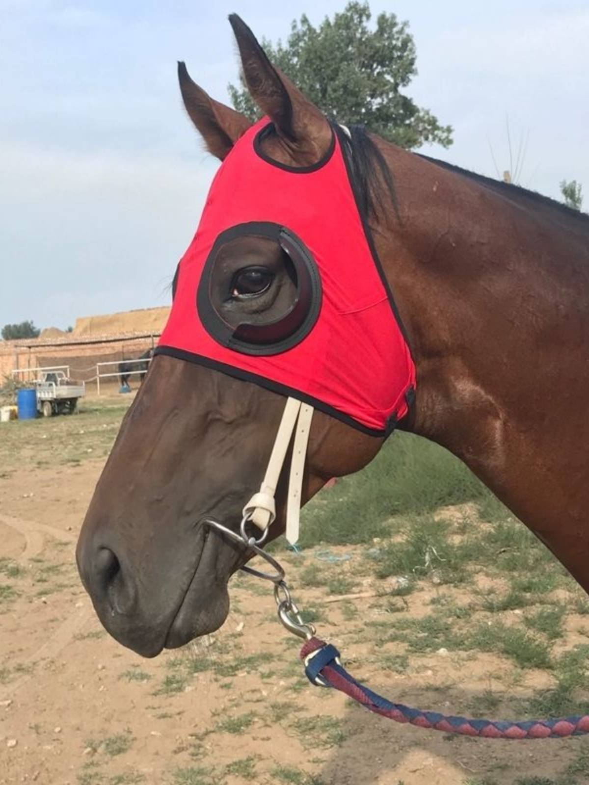The horse's eye mask speed racing up the horse's eye, half a pack of horse's head and horse's gear