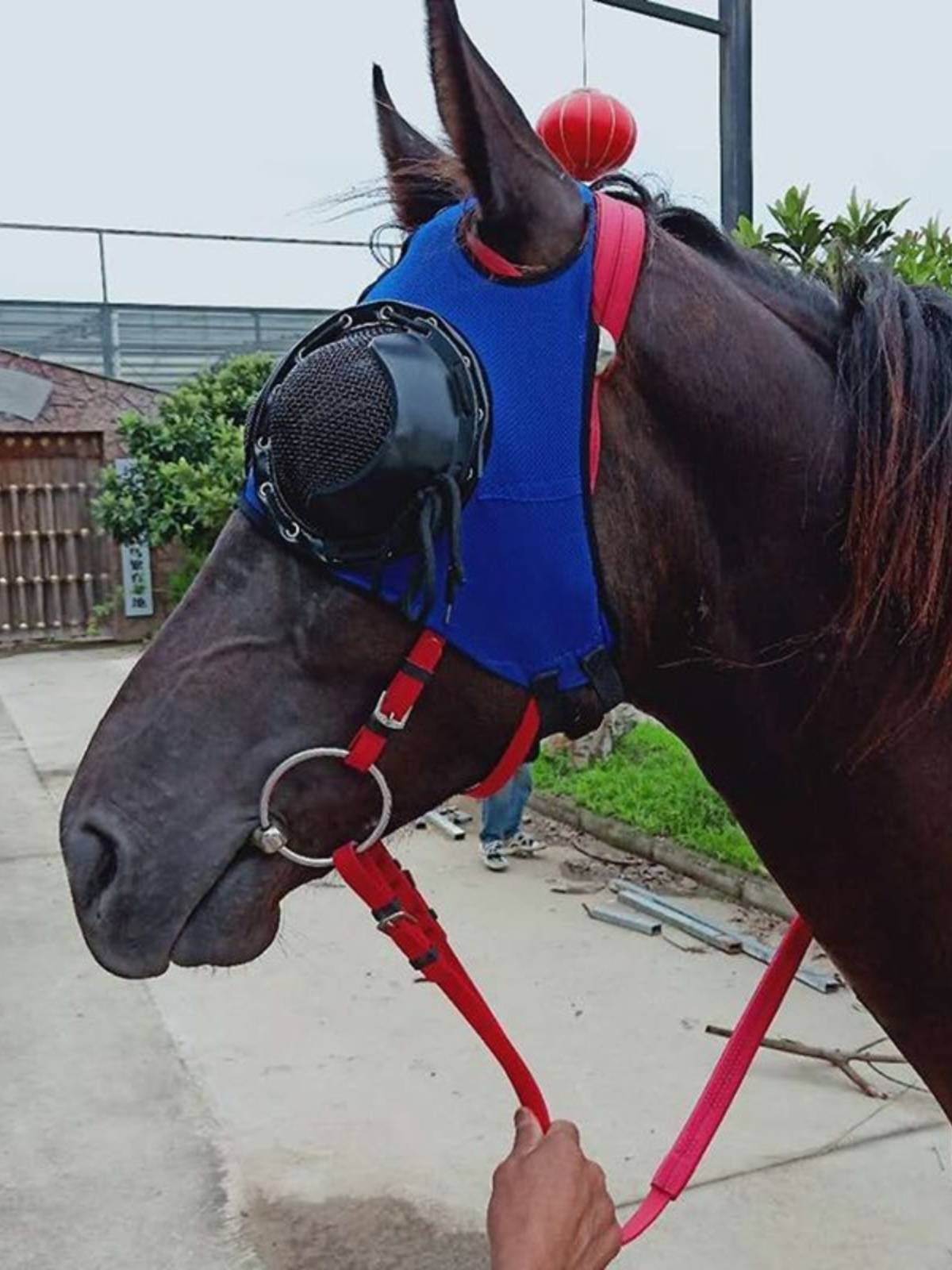 The horse's eye mask speed racing up the horse's eye, half a pack of horse's head and horse's gear