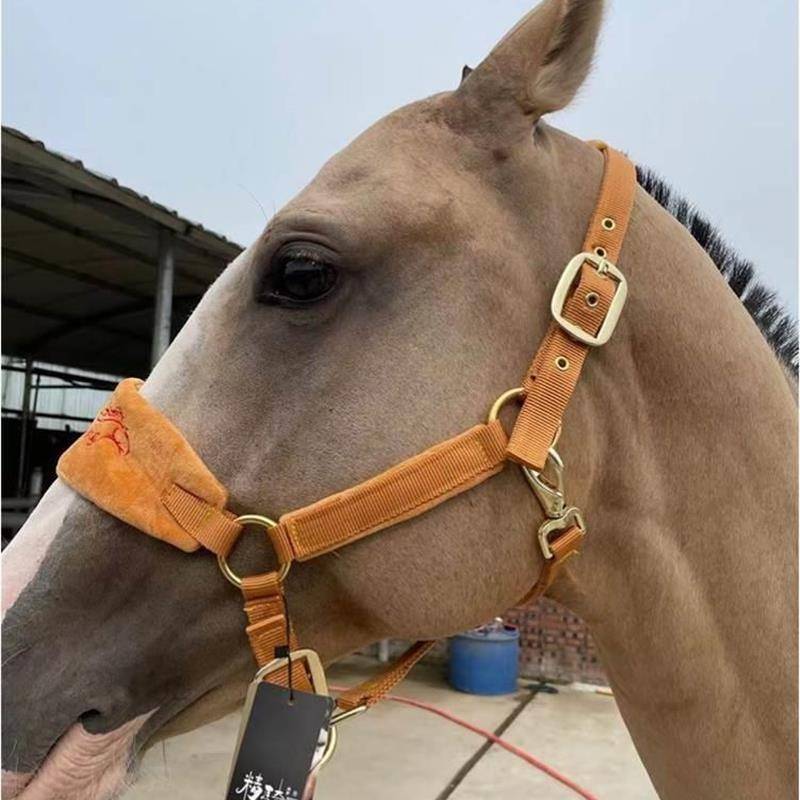 EssenceColorful Horse Horse Horse Hats, Rope, Malke Tuning Campaign Full Panel Equipment Small Short Horses Chewzi