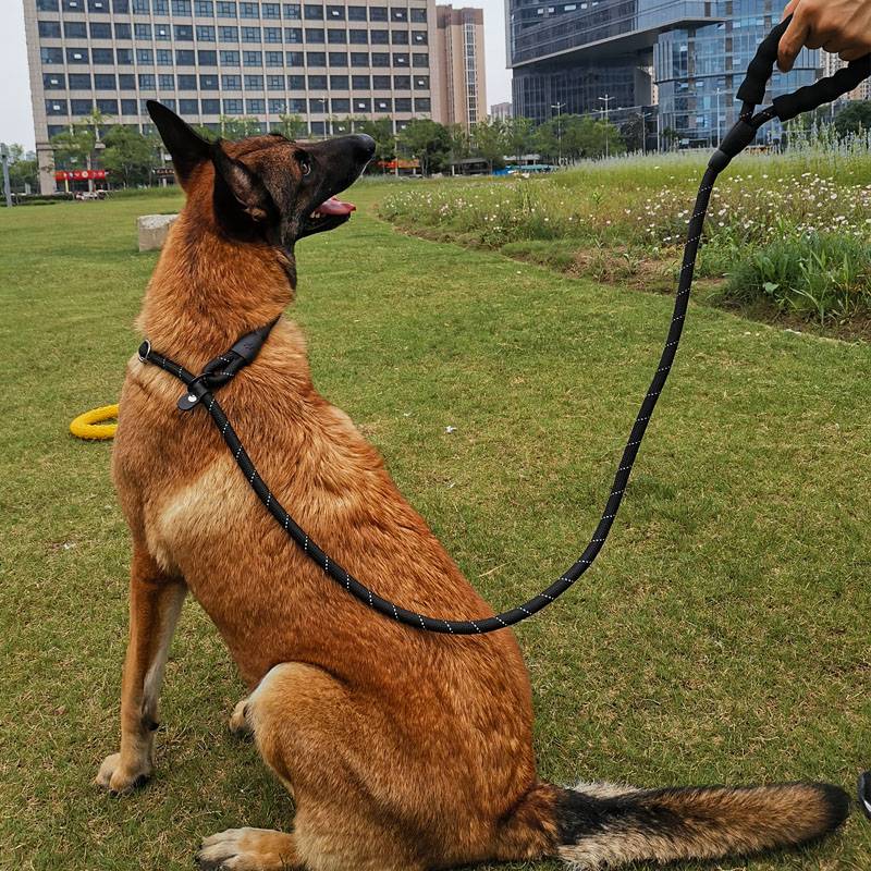 Dog traction rope medium large dog dog Labrador dog training P chain rope walking dog rope collaboration can be adjusted