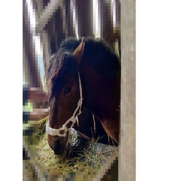 The horse head is a handy-man's-man's-man