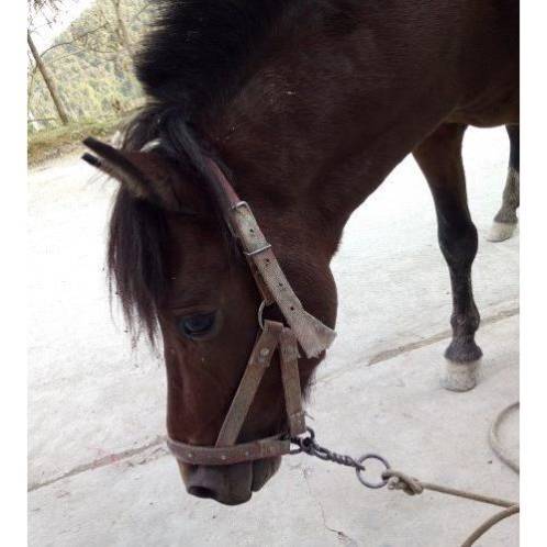 The horse taught the horse to chew all the little, medium and big horses to chew