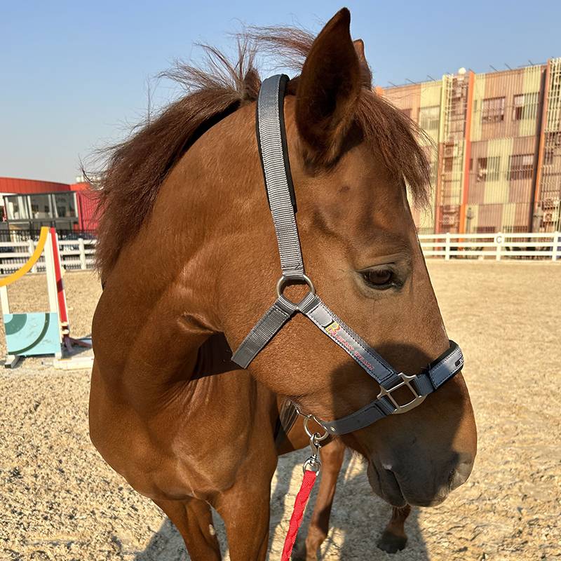Horse2me Belgian national team horse tado romed horse rope horses horses horses with horses horses horses