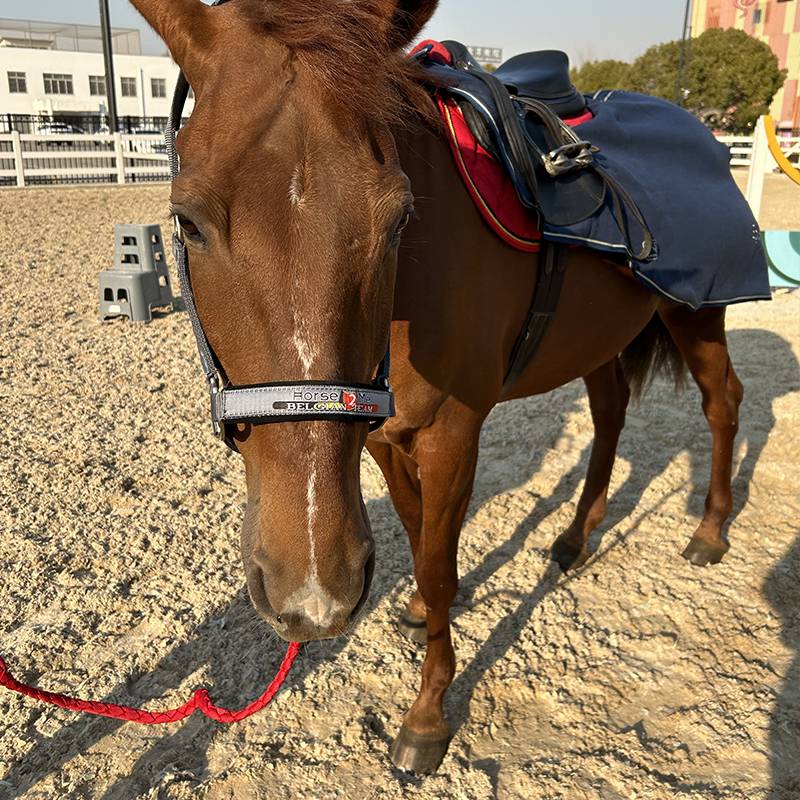 Horse2me Belgian national team horse tado romed horse rope horses horses horses with horses horses horses