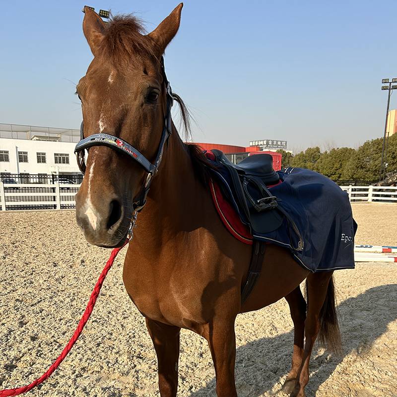 Horse2me Belgian national team horse tado romed horse rope horses horses horses with horses horses horses