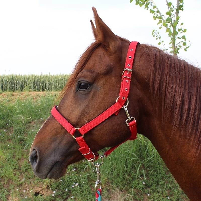 Mouth Horse Horse Horse Horse Red Blue Black Horse Horse Horse Horse Daju Big Polytic Type Tie Tie Tie Ma Tie Ma
