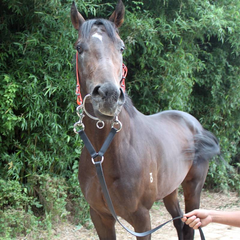 Horses horses and horses, horses, horses, horses, waterproof (speed racing, horse horse, and mighty horse)