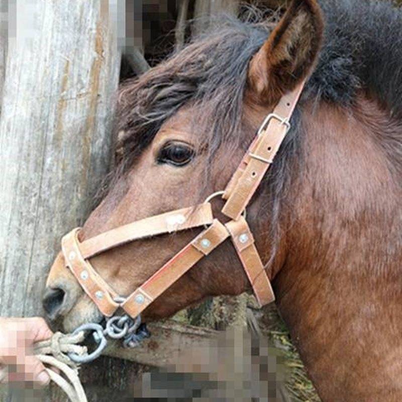 The horse chews a donkey, and the horse's cages are full of their own ropes