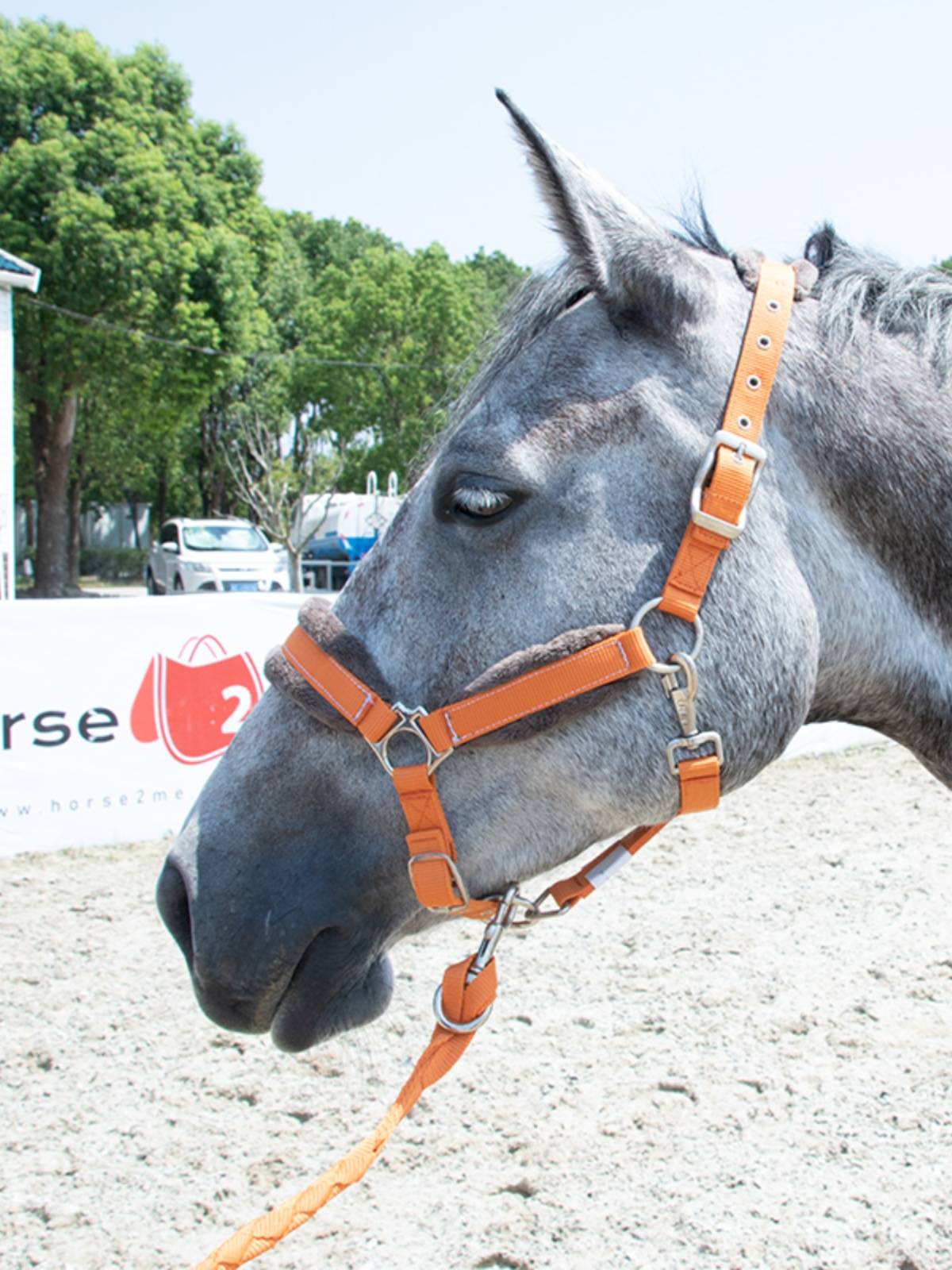EPONA horse cage Gara horse rope horses horses horses horsepower equipment