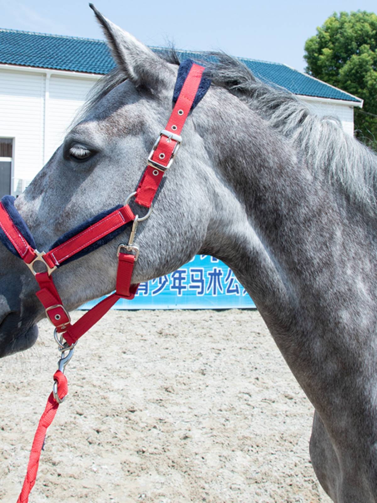 EPONA horse cage Gara horse rope horses horses horses horsepower equipment