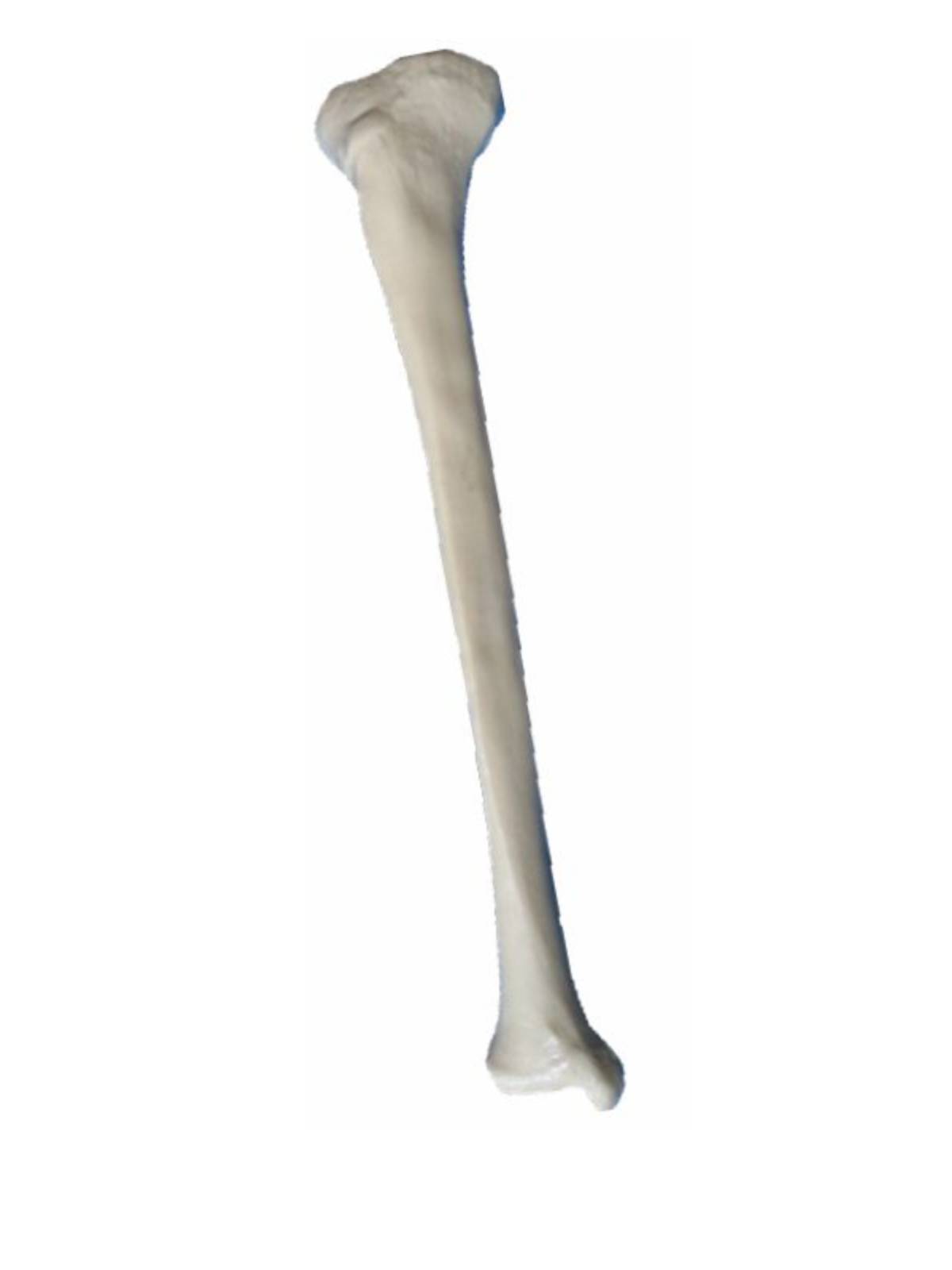 1: 1 Human bone model Sanbone Habbings Utilities Rider Fibile Fibile Fibody Scapula