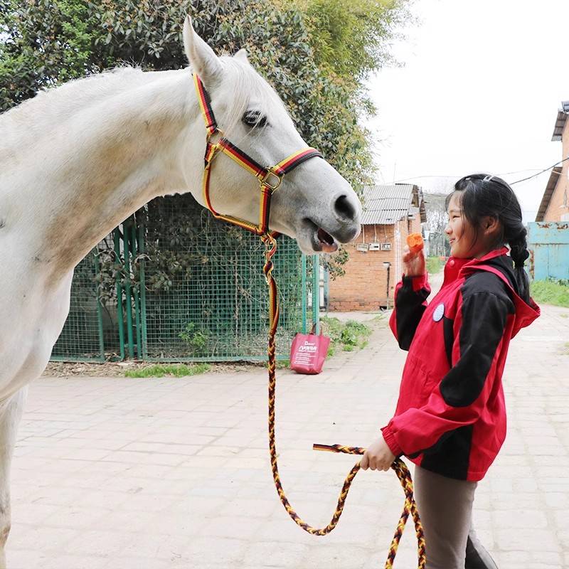 The horse, the horse, the horse, the rope, the horse, the metal hook