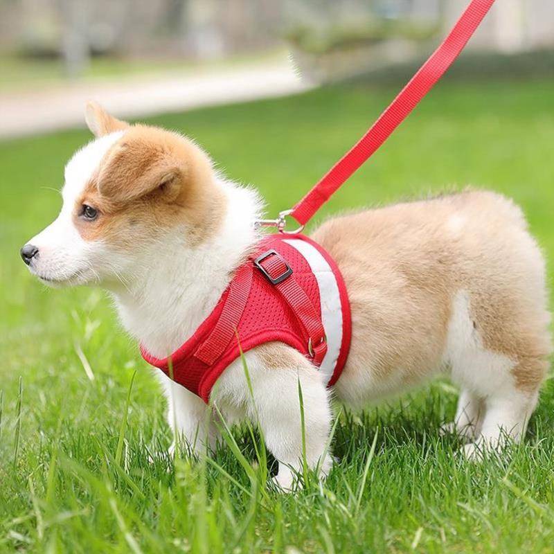 Medium -sized dog led rope vest tied dog rope with dog Labrador small and small Corki Skilli supplies