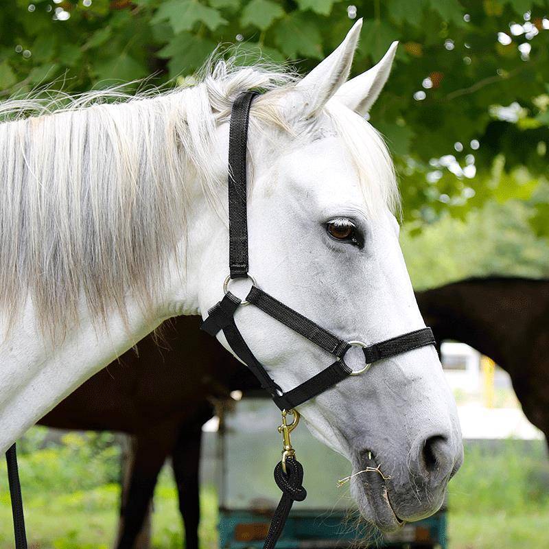 The horse, the horse, the horse, the horse