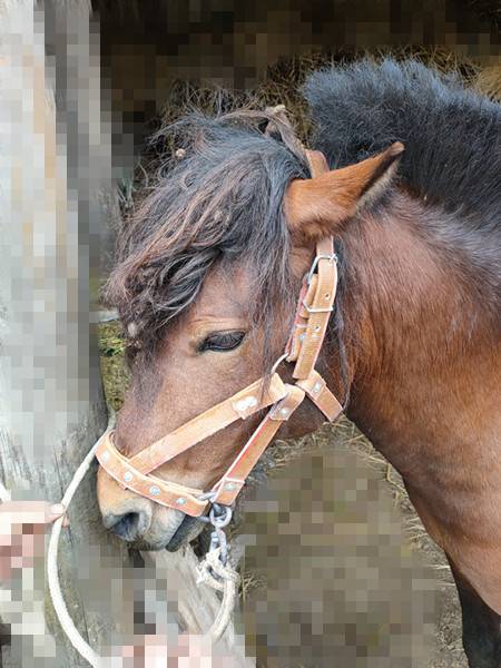 The horse head is a handy-man's-man's-man