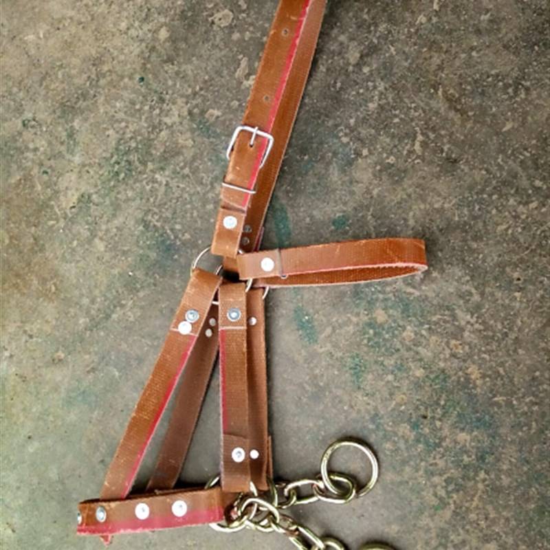 The horse head is a handy-man's-man's-man