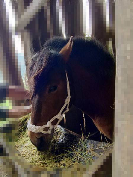 The horse head is a handy-man's-man's-man