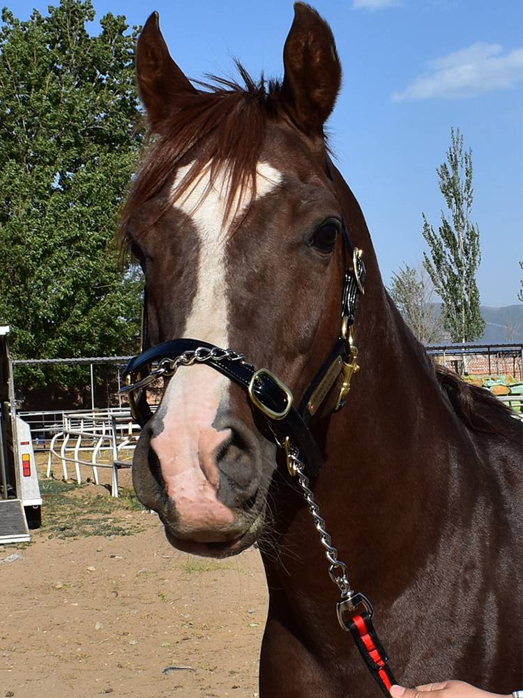 Century Jiudu Margotes, Horse Rope Training Templar Tibetan Rope with Iron Chain Lama Tibetan Template Trip Horse